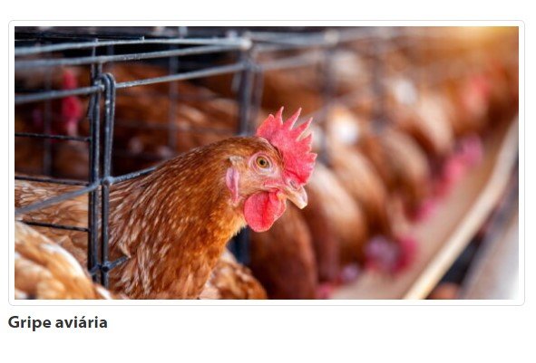 Gripe aviária faz MT decretar emergência por 6 meses