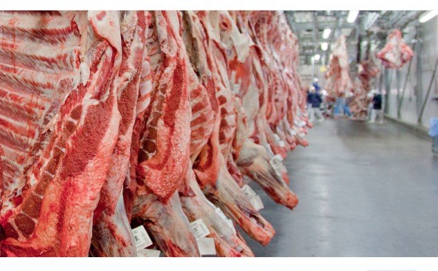 Cepea: carne bovina nunca esteve tão mais cara que boi para abate