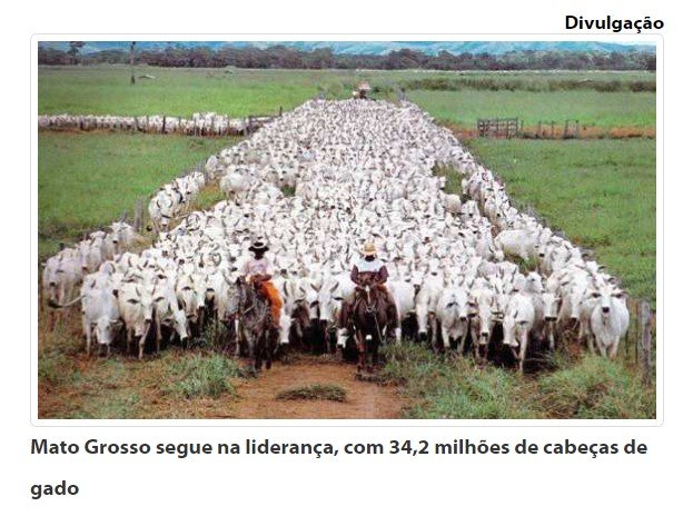 IBGE confirma liderança de MT na pecuária: 34,2 milhões de cabeças