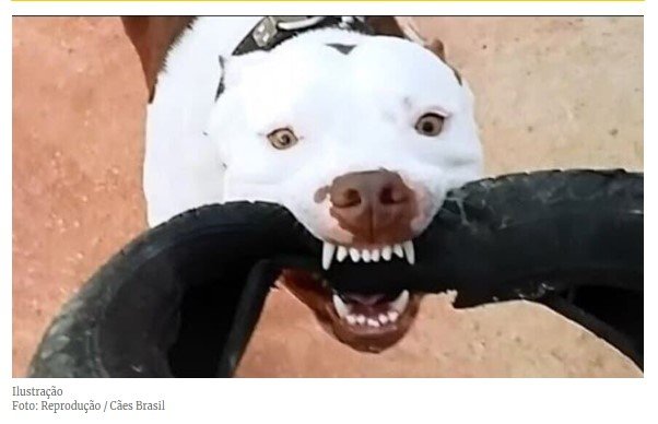 Ataque de pitbull deixa duas jovens feridas em MT