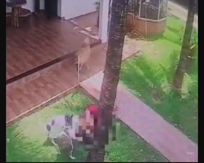 Vídeo - Mulher tem orelha arrancada após ser atacada por pitbull