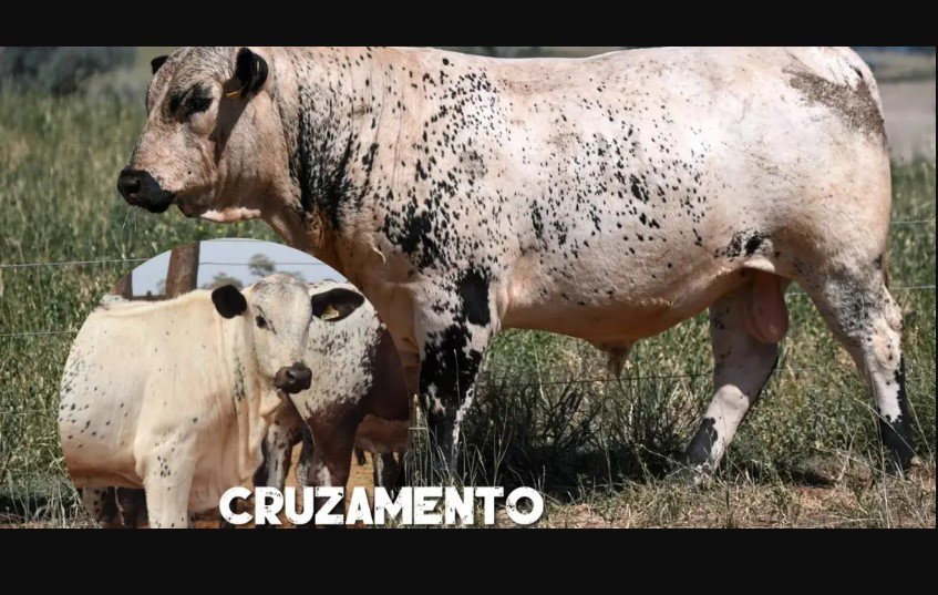Speckle Park x Nelore, produz gado adaptado com carne diferenciada