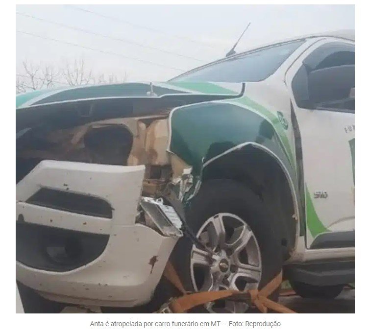 Anta morre atropelada por carro funerário que transportava corpo em MT