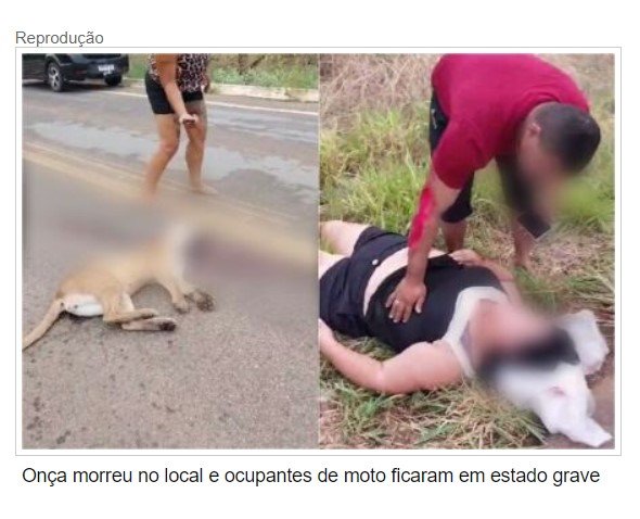 Casal fica gravemente ferido, após moto atropelar e matar onça
