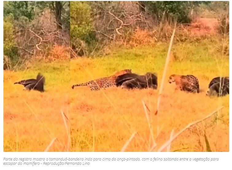 Cena rara entre onça e tamanduá é gravada no Pantanal de Miranda
