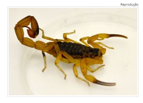 Novo escorpião amarelo encontrado em MT pode ser fatal para crianças, alerta Saúde