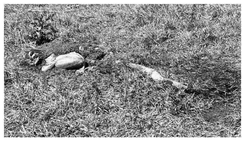 Boi é morto a tiros, em fazenda, e bandidos deixam somente buchada, duas patas e a cabeça do animal