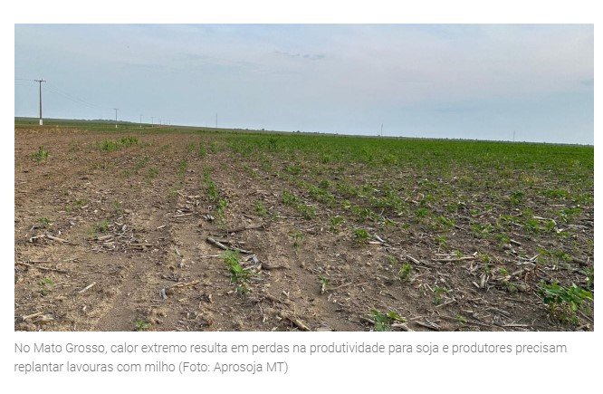 Calor extremo gera prejuízos em lavouras de soja e milho; produtor deve reduzir 70% da área plantada