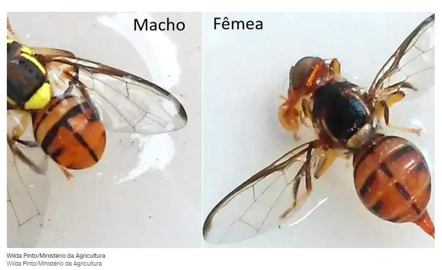 Mosca-da-carambola: especialistas alertam para proliferação da praga