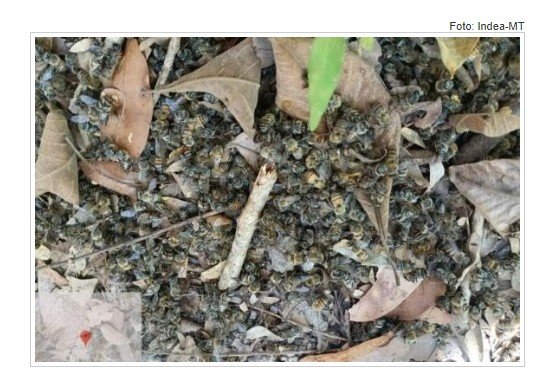 Indea investiga causa da morte de milhares de abelhas em dois municípios de MT