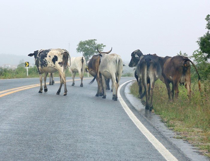 Bovinos soltos na via causam acidente de trânsito com duas carretas na MT-320 em Colíder