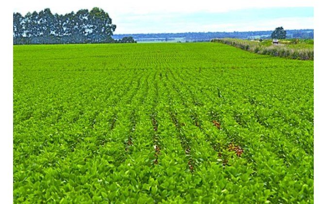 IMEA ainda não tem dados sobre perdas, mas consultoria alerta que safra de soja em MT poderá ter quebra em 25 municípios; 9 deles com maior risco