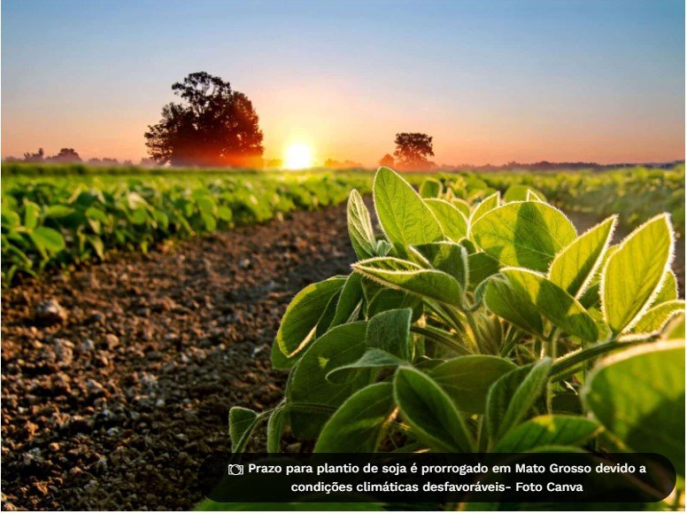 Prazo para plantio de soja é prorrogado em Mato Grosso devido a condições climáticas desfavoráveis