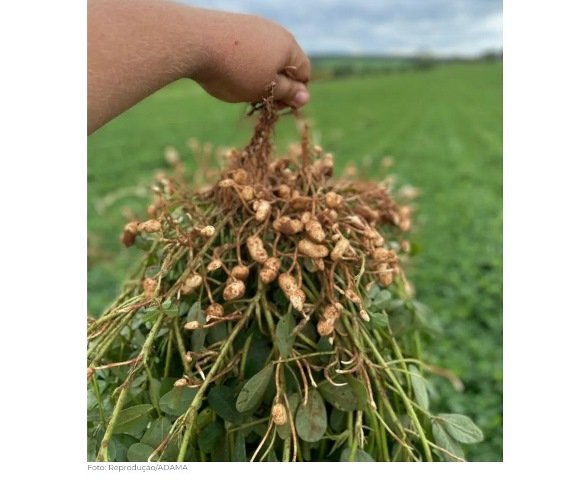 Produtores brasileiros investem cada vez mais no cultivo de amendoim