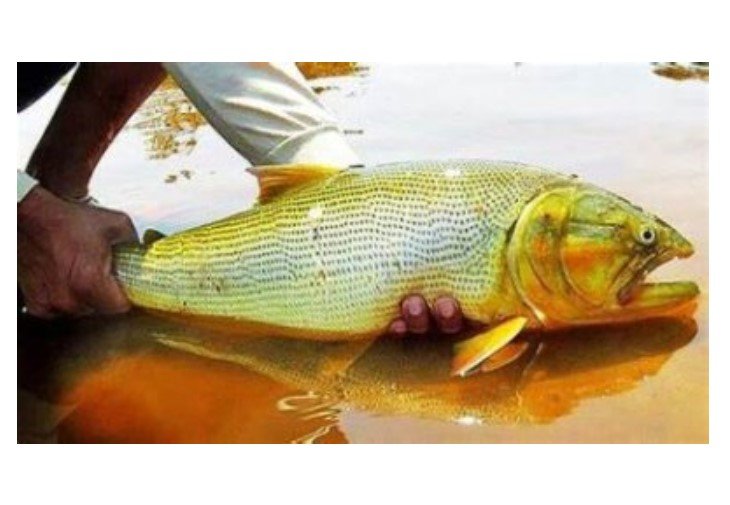 Reunião define proibição da pesca em MT