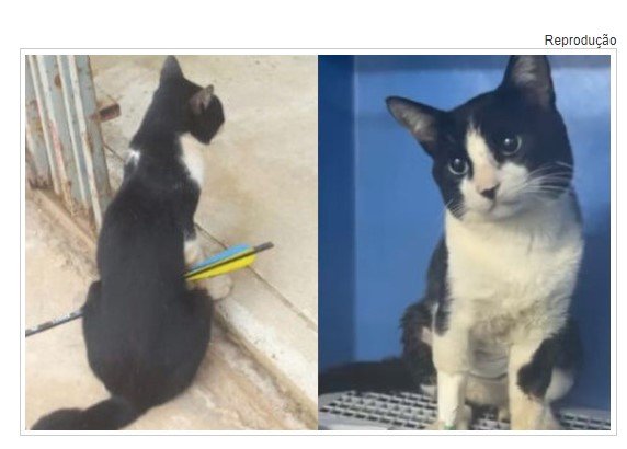 Gato resgatado com flecha atravessada no corpo morre após complicações em Sinop.