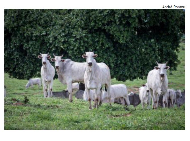 México, EUA, Filipinas e Botsuana abrem mercados para produtos de origem animal