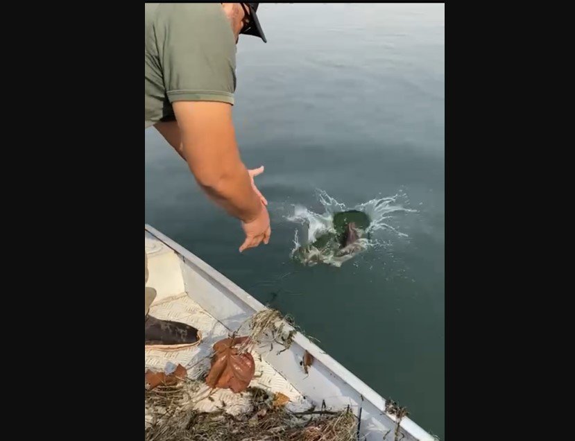 Pescador amador só pode atuar na modalidade 'pesque e solte'