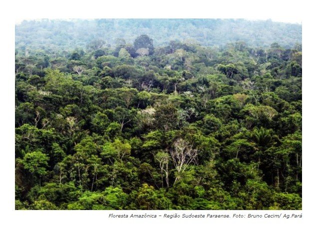 Órgão ambiental do PA quer legalizar garimpos ilegais em área de maior árvore da América Latina