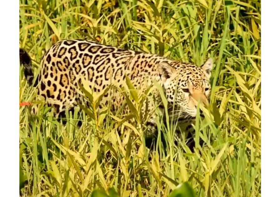A majestade do Pantanal: Onça-pintada passeia tranquila em filmagem impressionante