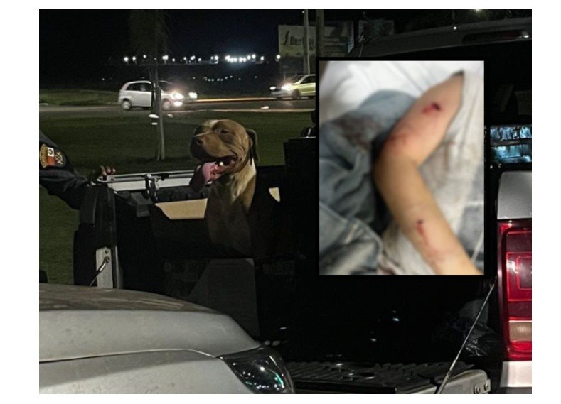 Nova Mutum: Criança, de 8 anos, é atacada por pitbull e precisa ser socorrida