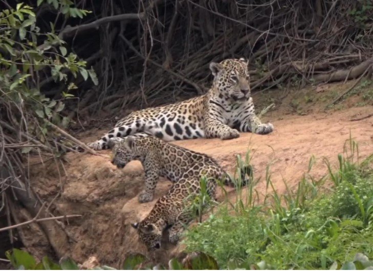 Onça-pintada e filhotes desfrutam de momento sereno no coração do Pantanal