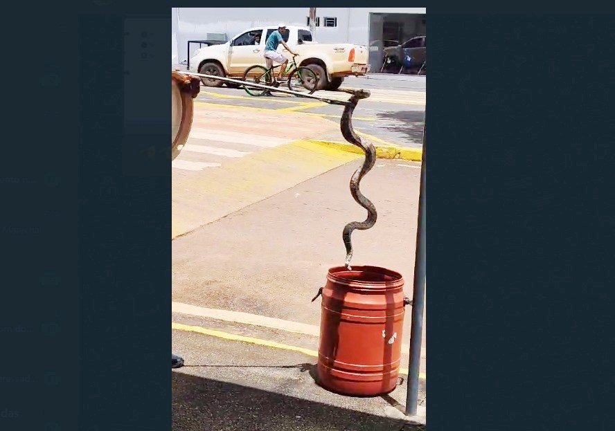 Bombeiros de Colíder realizam a captura de uma cobra no centro da nossa cidade. (Vídeo)
