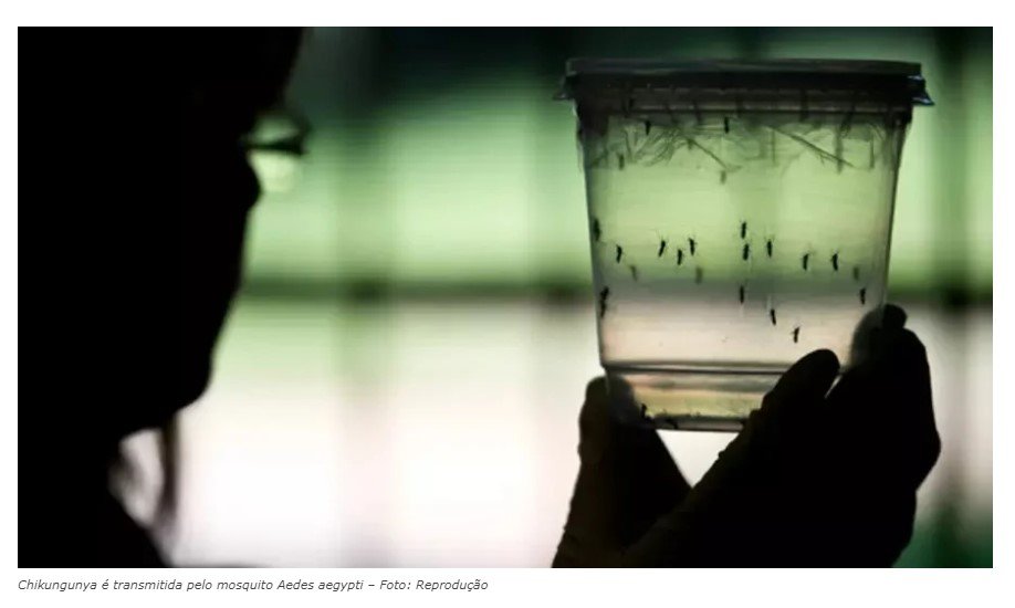 Casos de chikungunya disparam 42% em meio à epidemia de dengue