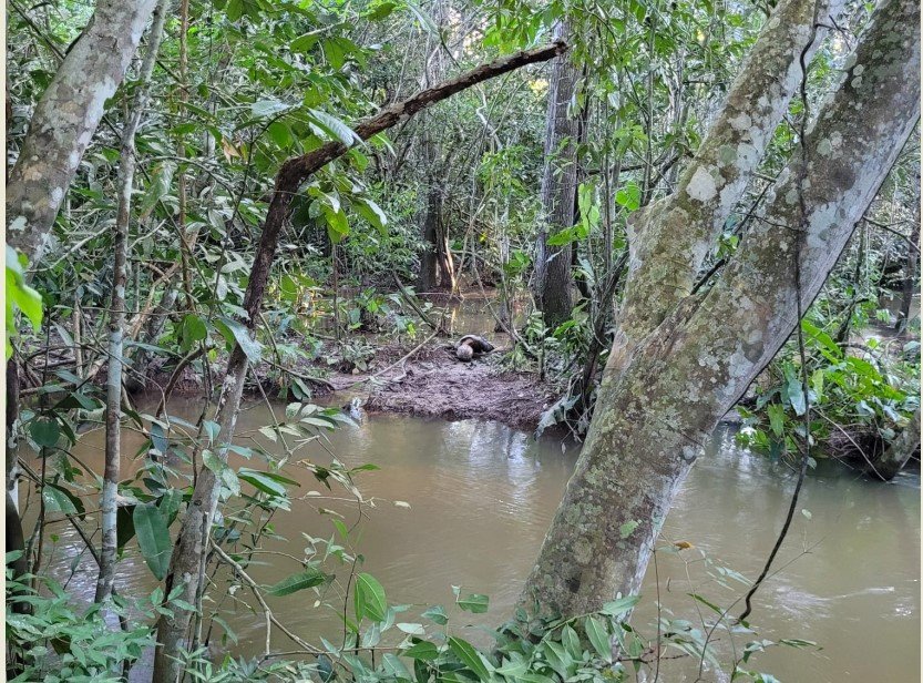 Idoso e encontrado morto em comunidade rural de Colíder, suspeita-se que foi pisoteado por uma vaca.