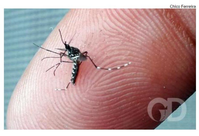 Surto de dengue em Mato Grosso preocupa oncologistas