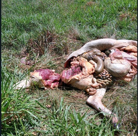 Cabeça de gado e carneado pelos bandidos em Colíder, e mais de 19 cabeças neste ano já foram furtadas.