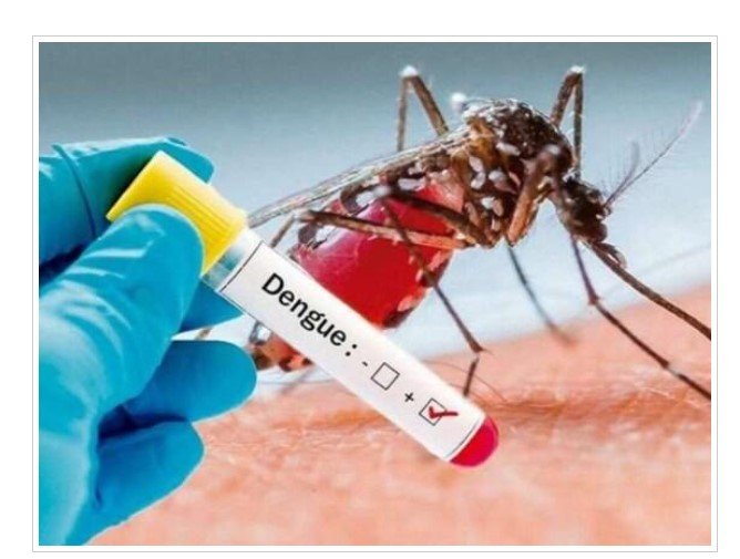 Cientistas desenvolvem armadilha para combater o mosquito da dengue