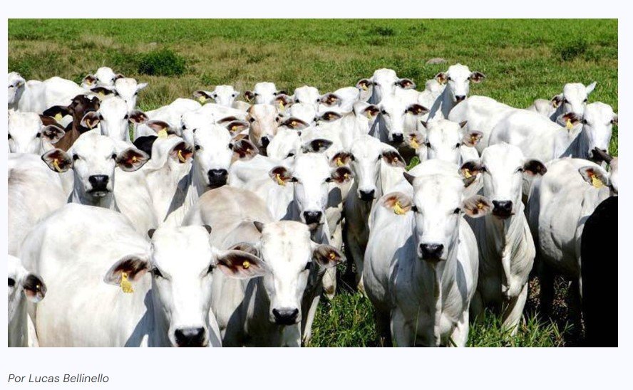 Mato Grosso se torna oficialmente livre da febre aftosa
