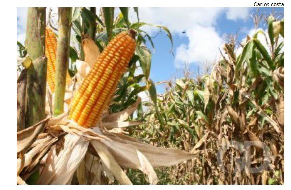 Atraso das chuvas já fez agro perder 40% do potencial produtivo