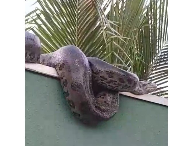 Sucuri 'invade' igreja e casa, e assusta moradores em comunidade. (Video)