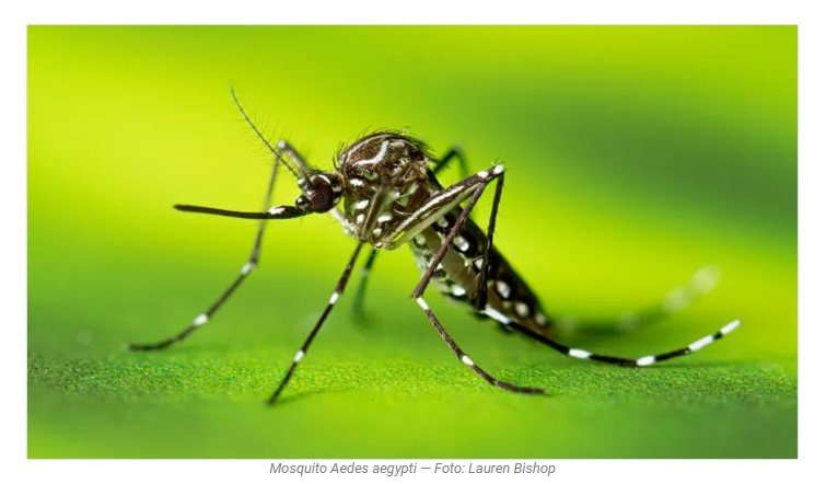 Número de mortes por dengue em MT dobram em um mês
