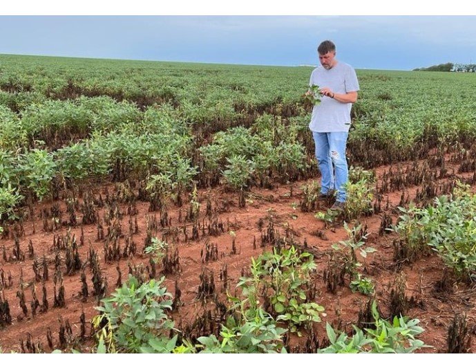 Mato Grosso: 87% dos produtores não conseguem cobrir o custo da soja
