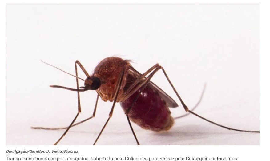 Brasil registra mais de 3.350 casos de Febre do Oropouche