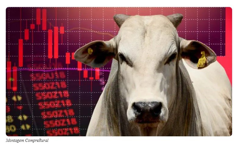 Pecuaristas começam a se preparar: Boi gordo vai ter queda assustadora; entenda