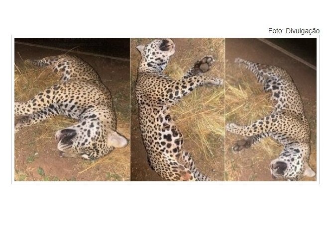 Onça-pintada morre atropelada ao tentar atravessar a MT-235 em Nova Mutum/MT; Veja vídeo