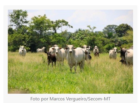 Mato Grosso registra recorde de abates de bovinos e exportações em abril de 2024