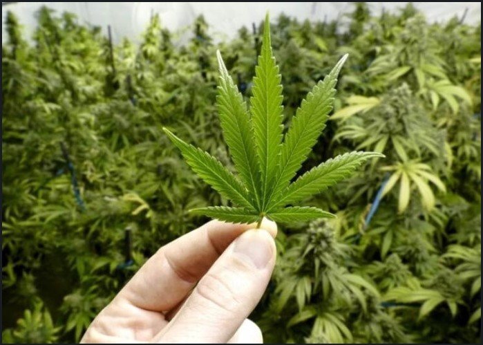 Maconha de 'alta potência' dobra o risco de psicose entre jovens