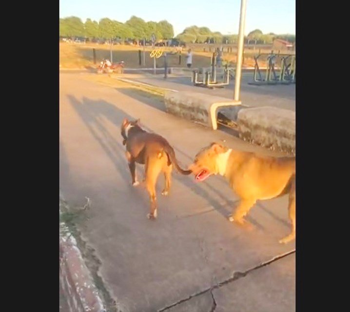 VÍDEO:Dois cães da raça Pitbull ataca animais no entorno do Lago dos Pioneiros, um pinscher morreu.