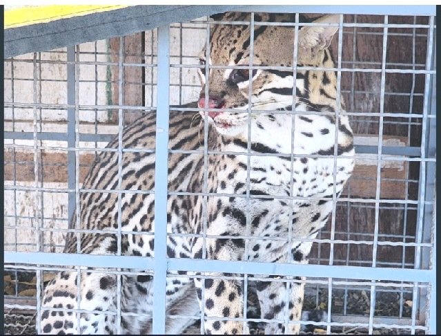 Jaguatirica e resgata e solta na natureza pelos Bombeiros de Colíder. (Vídeo)