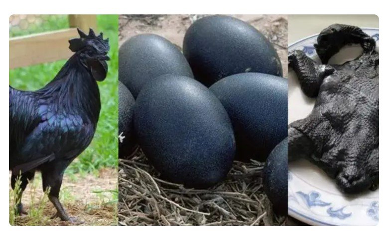 Ayam Cemani: Essa é a galinha preta que pode valer até R$ 30.000
