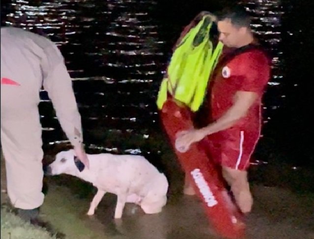 COLÍDER: Bombeiros Resgatam Cachorro Exausto em Lago do Lions Internacional. (Vídeo)