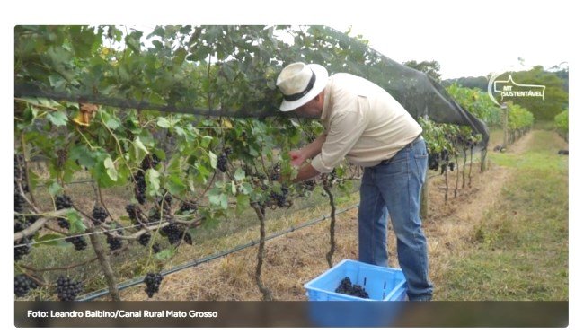 Casal investe na produção de uvas e vinhos finos em Mato Grosso