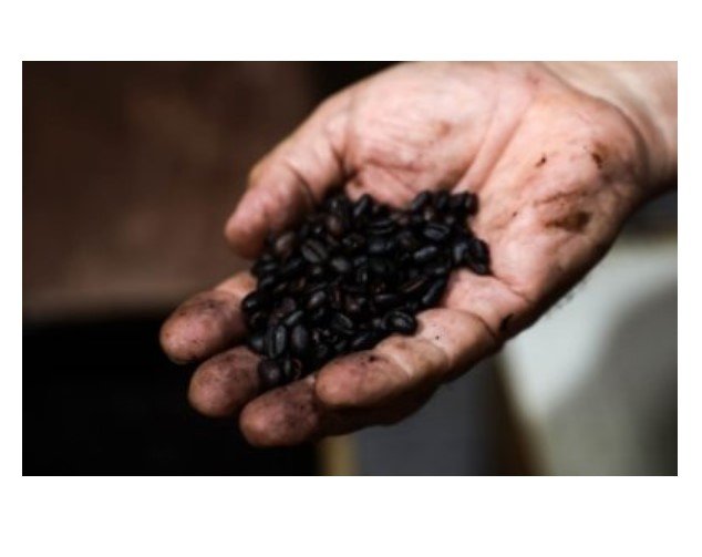 Ministério proíbe consumo de café fabricado em cidade de MT