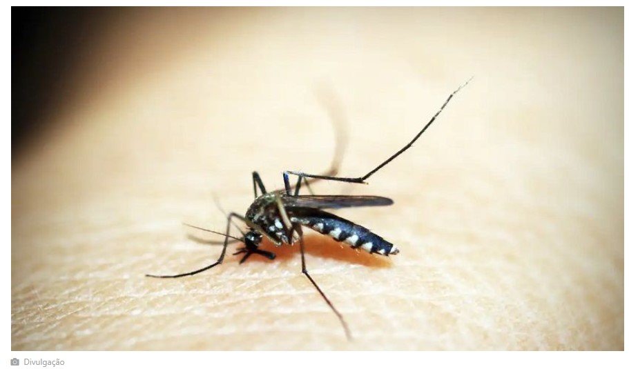 Brasil tem 254 mil casos de chikungunya; doença matou 161 este ano