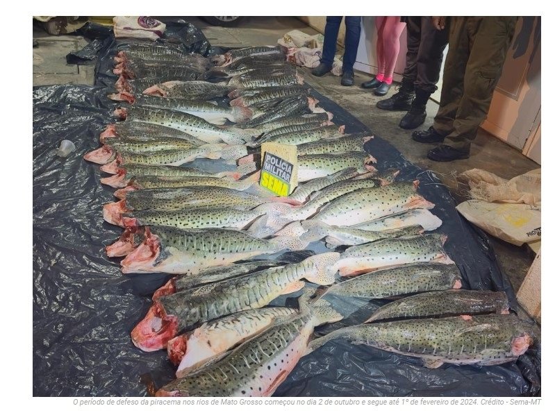 Período de Defeso da Piracema em Mato Grosso Começa e Proíbe Pesca até Janeiro de 2025